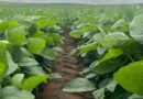 ADAMA Announces Launch of Novali™, a High-Load Liquid Pyroxasulfone Herbicide for Row Crops