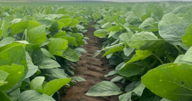 ADAMA Announces Launch of Novali™, a High-Load Liquid Pyroxasulfone Herbicide for Row Crops