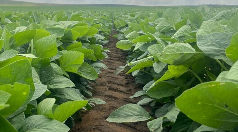 ADAMA Announces Launch of Novali™, a High-Load Liquid Pyroxasulfone Herbicide for Row Crops