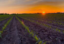 Corn Growers Applaud Supreme Court Decision