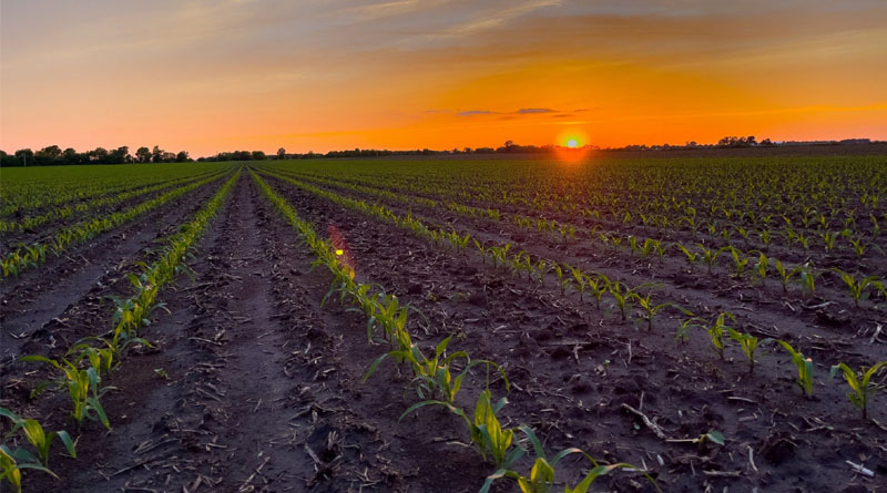 Corn Growers Applaud Supreme Court Decision