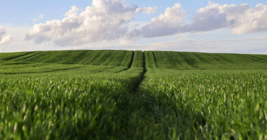 Global Times: Xi Calls For SOLID Measures To Modernize Agriculture, Rural Areas