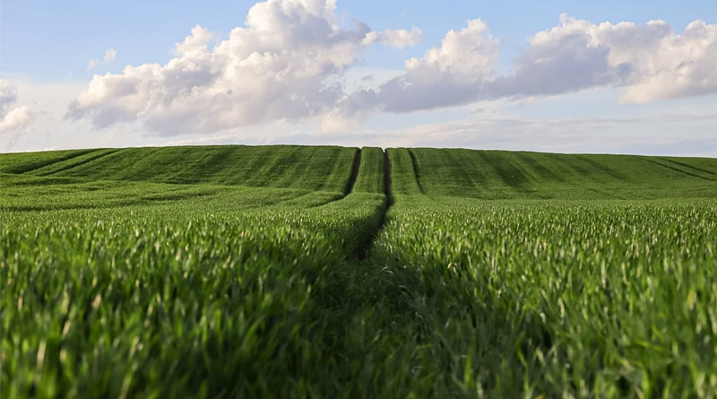 China: Xi Calls For SOLID Measures To Modernize Agriculture, Rural Areas