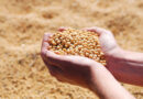 AgRural Predicts 2026/27 Soy Acreage Up 0.9%, Lowest In 20 Years
