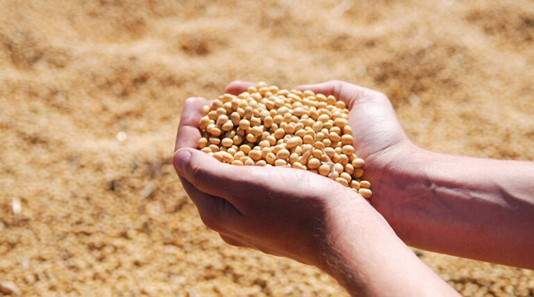 AgRural Predicts 2026/27 Soy Acreage Up 0.9%, Lowest In 20 Years