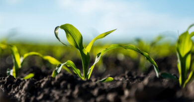 Roquette Launches NEOSORB® AG