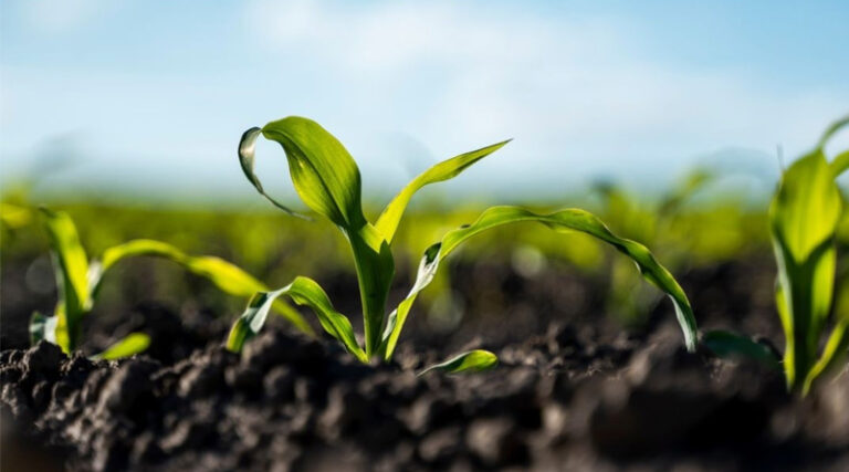 Roquette Launches NEOSORB® AG