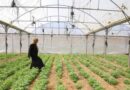 Gaza Strip’s Agriculture And Livestock Sectors Show Early Signs Of Recovery Amid Widespread Destruction