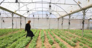Gaza Strip’s Agriculture And Livestock Sectors Show Early Signs Of Recovery Amid Widespread Destruction