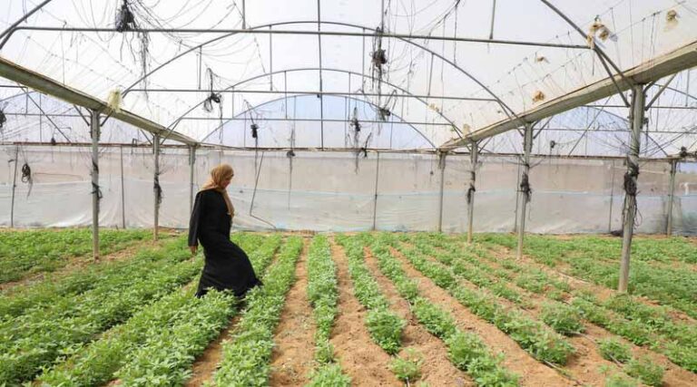 Gaza Strip’s Agriculture And Livestock Sectors Show Early Signs Of Recovery Amid Widespread Destruction