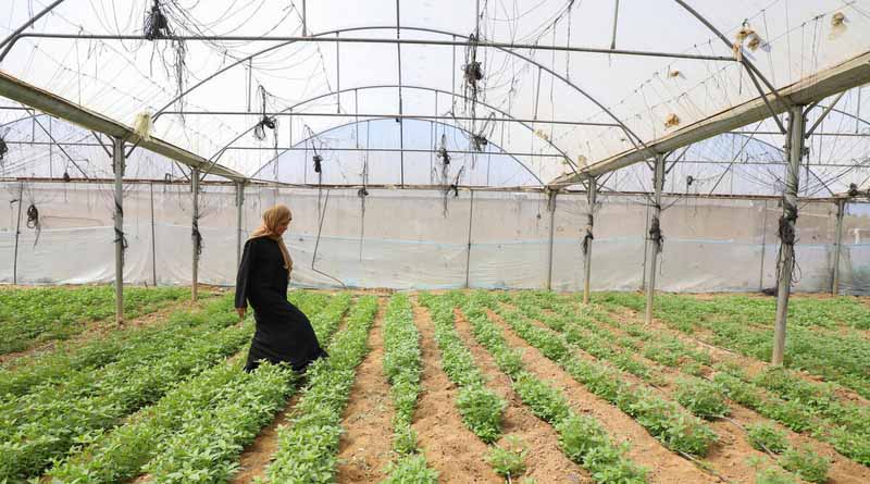 Gaza Strip’s Agriculture And Livestock Sectors Show Early Signs Of Recovery Amid Widespread Destruction