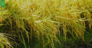 Three Hybrid Rice Varieties Offer Boost for Philippine Rice Production