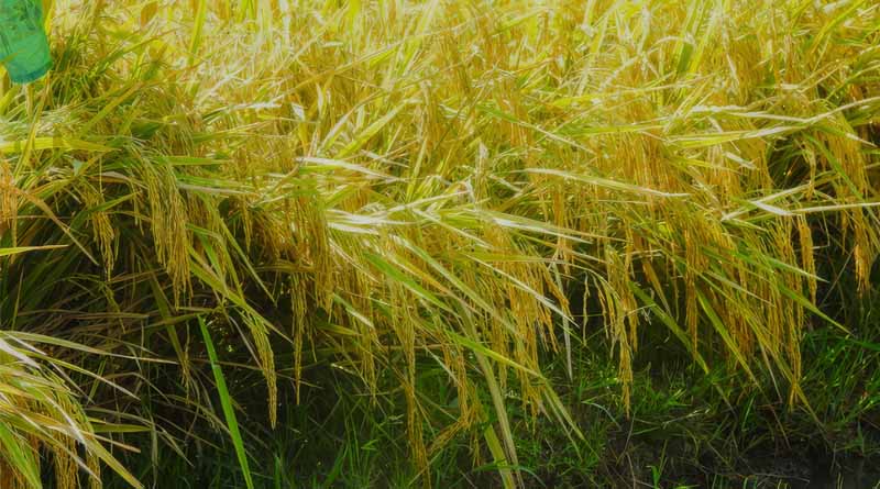 Three Hybrid Rice Varieties Offer Boost for Philippine Rice Production