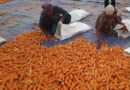 From Tradition To Transformation: How Satbariya Became Nepal’s Hybrid Seed Hub