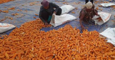 From Tradition To Transformation: How Satbariya Became Nepal’s Hybrid Seed Hub From Tradition To Transformation: How Satbariya Became Nepal’s Hybrid Seed Hub