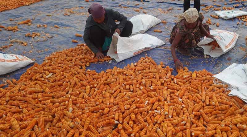 From Tradition To Transformation: How Satbariya Became Nepal’s Hybrid Seed Hub