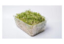 Multi-country Salmonella Outbreak Linked To Alfalfa Sprouted Seeds
