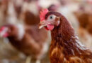 Avian Influenza Cases Fall In The EU During The Spring