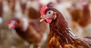 Avian Influenza Cases Fall In The EU During The Spring Avian Influenza Cases Fall In The EU During The Spring