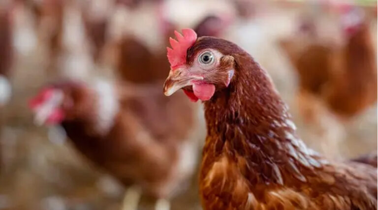Avian Influenza Cases Fall In The EU During The Spring