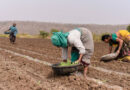 India's Kharif Sowing Down by 53.74 Lakh Hectares from Last Year; Soybean, Cotton and Oilseeds Lead Decline