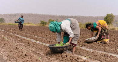 India's Kharif Sowing Down by 53.74 Lakh Hectares from Last Year; Soybean, Cotton and Oilseeds Lead Decline India's Kharif Sowing Down by 53.74 Lakh Hectares from Last Year; Soybean, Cotton and Oilseeds Lead Decline