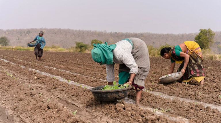 India's Kharif Sowing Down by 53.74 Lakh Hectares from Last Year; Soybean, Cotton and Oilseeds Lead Decline