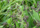 New Release: Practical Guidelines On Locust And Grasshopper Monitoring In Caucasus And Central Asia