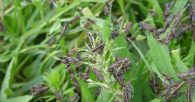 New Release: Practical Guidelines On Locust And Grasshopper Monitoring In Caucasus And Central Asia