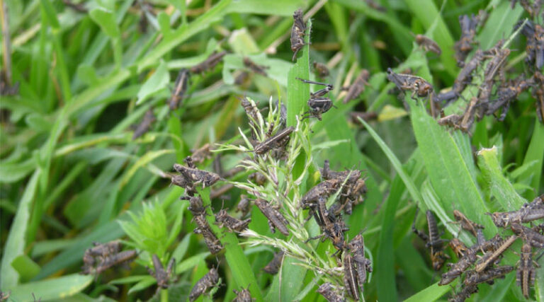 New Release: Practical Guidelines On Locust And Grasshopper Monitoring In Caucasus And Central Asia