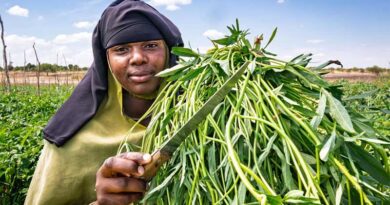 Sweetpotato Leaves à la Singida