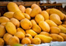 Japan Bans Indian Mango Imports Over Export Protocol Violations, Not Pesticide Residues