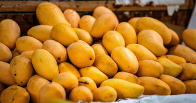 Japan Bans Indian Mango Imports Over Export Protocol Violations, Not Pesticide Residues Japan Bans Indian Mango Imports Over Export Protocol Violations, Not Pesticide Residues