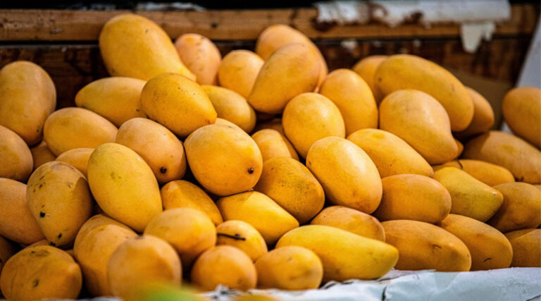Japan Bans Indian Mango Imports Over Export Protocol Violations, Not Pesticide Residues