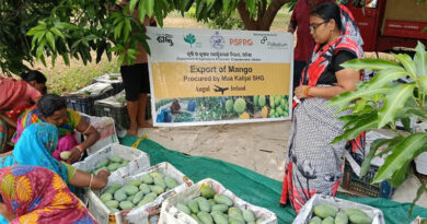 Odisha SHG Exports Amrapali Mangoes to London: Women-Led Agri Export Success Story Odisha SHG Exports Amrapali Mangoes to London: Women-Led Agri Export Success Story