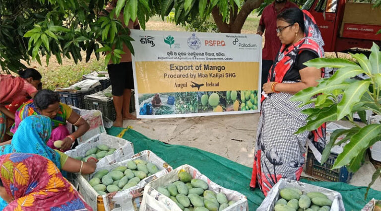 Odisha SHG Exports Amrapali Mangoes to London: Women-Led Agri Export Success Story
