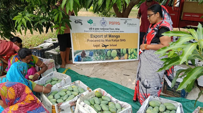 Odisha SHG Exports Amrapali Mangoes to London: Women-Led Agri Export Success Story