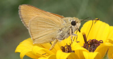 Center for Food Safety Sues to Protect Imperiled Butterfly from Pesticides Center for Food Safety Sues to Protect Imperiled Butterfly from Pesticides