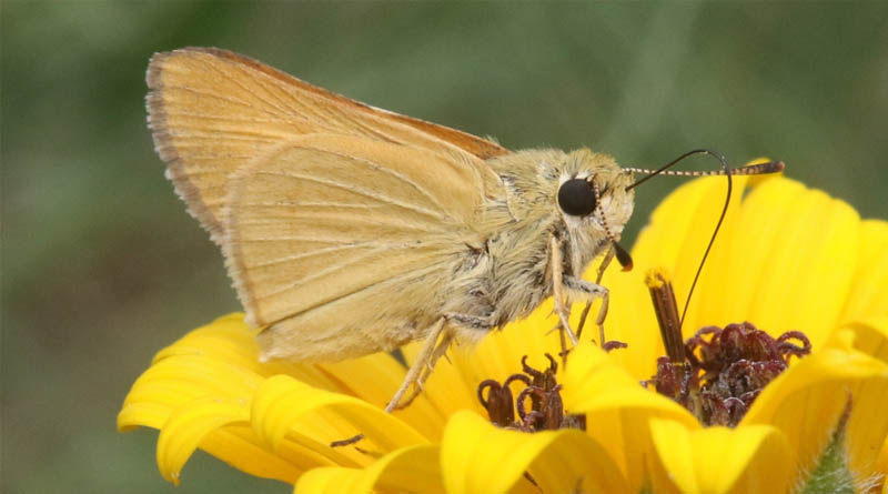 Center for Food Safety Sues to Protect Imperiled Butterfly from Pesticides