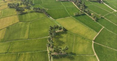 Kerala Emerges As A Hub For Low-emission Rice Innovations