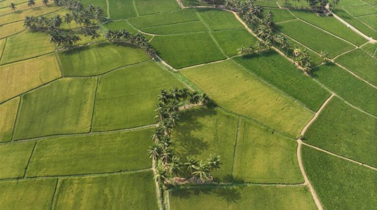 Kerala Emerges As A Hub For Low-emission Rice Innovations