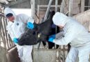FAO Report Highlights Long-term Economic Case For Tackling Antimicrobial Resistance In Livestock