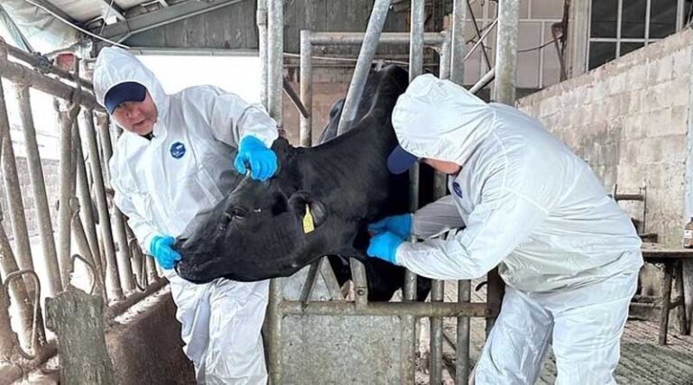 FAO Report Highlights Long-term Economic Case For Tackling Antimicrobial Resistance In Livestock