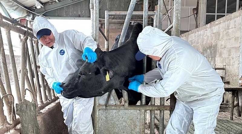 FAO Report Highlights Long-term Economic Case For Tackling Antimicrobial Resistance In Livestock