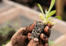 Global Agricultural Biologicals Market to Reach USD 25 Billion by 2027 as India Emerges as a High-Growth Opportunity
