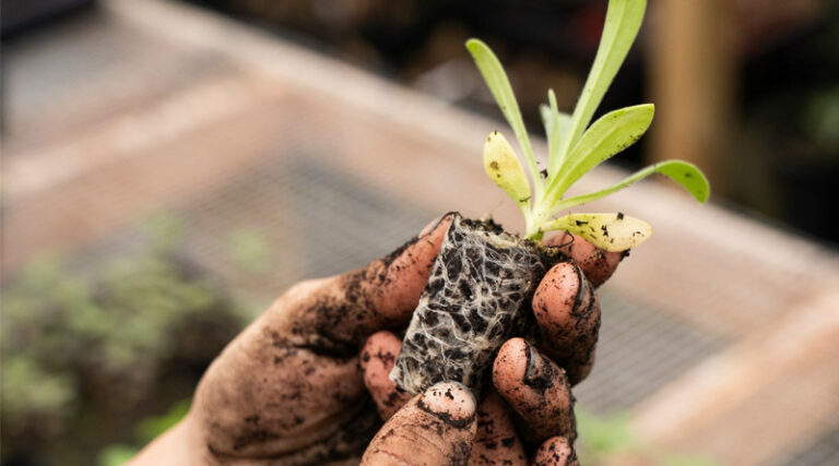 Global Agricultural Biologicals Market to Reach USD 25 Billion by 2027 as India Emerges as a High-Growth Opportunity