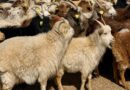Reducing Livestock Methane Emissions In Mongolia