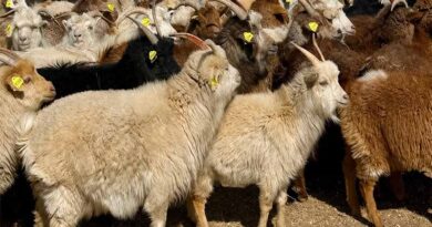 Reducing Livestock Methane Emissions In Mongolia