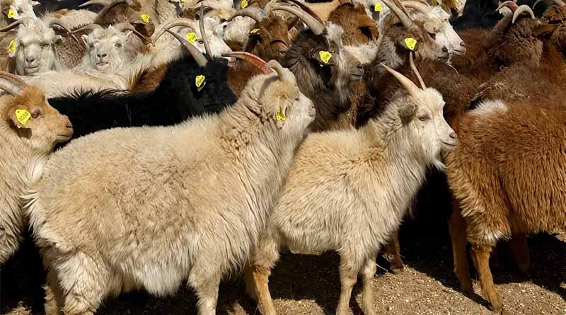 Reducing Livestock Methane Emissions In Mongolia