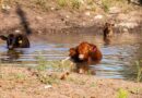 Simple Changes Make The Difference In Cooling Off Cattle